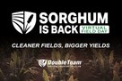 sorghum is back virtual field day