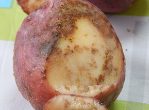 фитофтороз картофеля