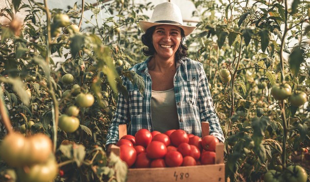 agricultora com caixa de tomates