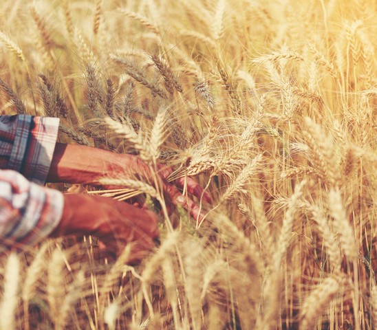 Mãos em um campo de trigo