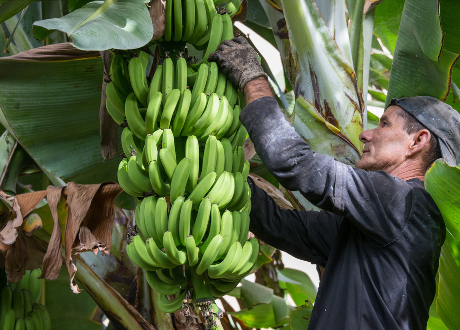 Agricultor con racimo de plátano