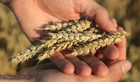 ADAMA lansează în Europa cinci fungicide noi pentru cereale
