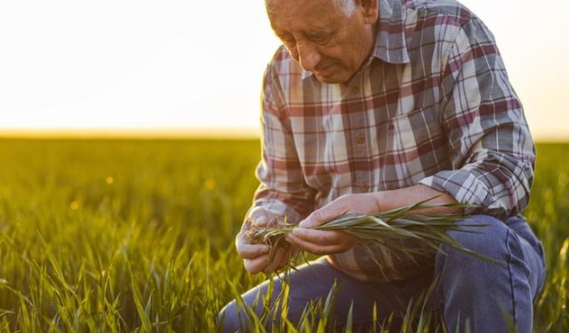 фермер обследует посевы пшеницы
