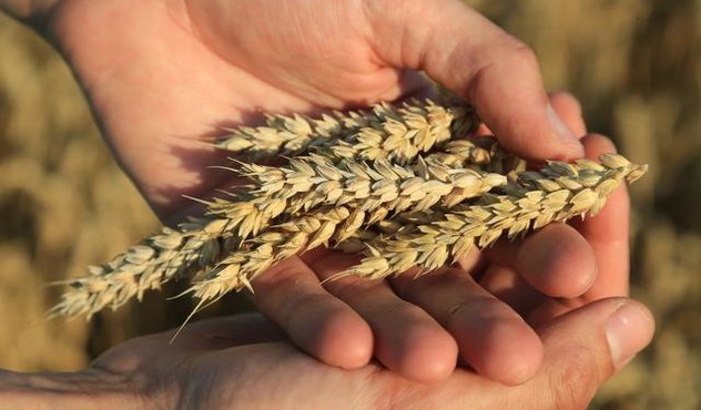 пшеница, руки