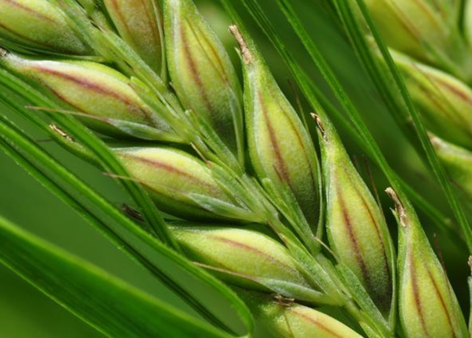 Пшеница, крупный план