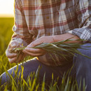 Factores críticos de éxito para manejar roya en trigo