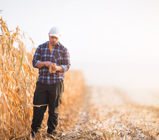 Farmer corn