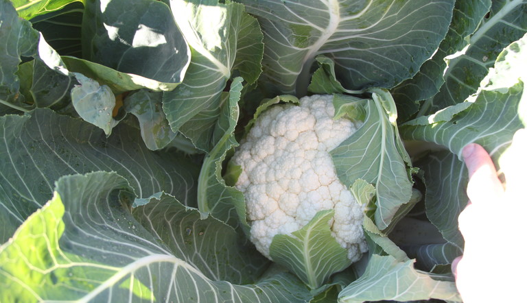 Plemax insecticide protects cauliflowers from chewing pests