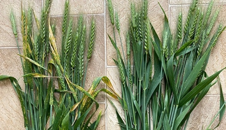 Scepter wheat from the Ferrier family’s property between Sea Lake and Birchip last year that received two earlier applications of epoxiconazole fungicide, compared with plants from the same crop (right) that received a third fungicide application at ear emergence with Maxentis, which kept the wheat largely free of disease and showed extended crop greening benefits. 