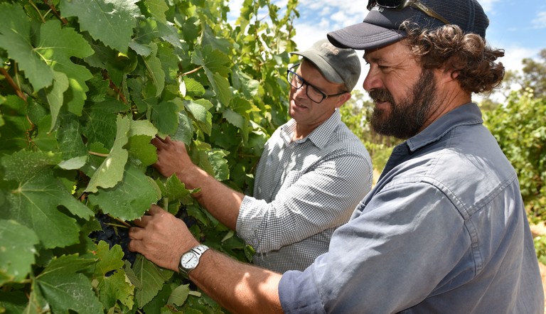 grower Richard Bateman survey grapevine