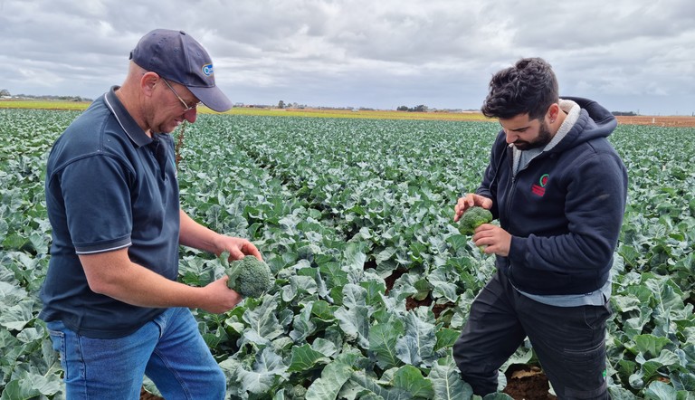 Grower Andrew Zanghi reviewing DBM in broccoli crop