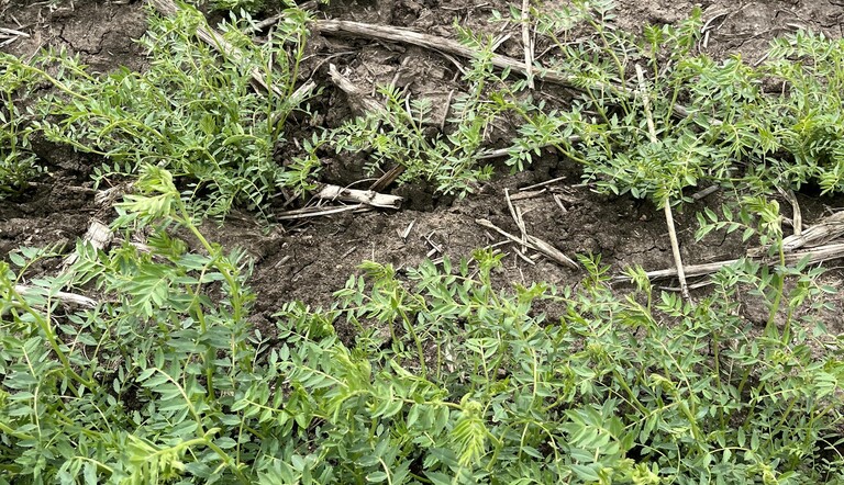 Chickpeas pictured in the untreated area of the Grindstone herbicide trial