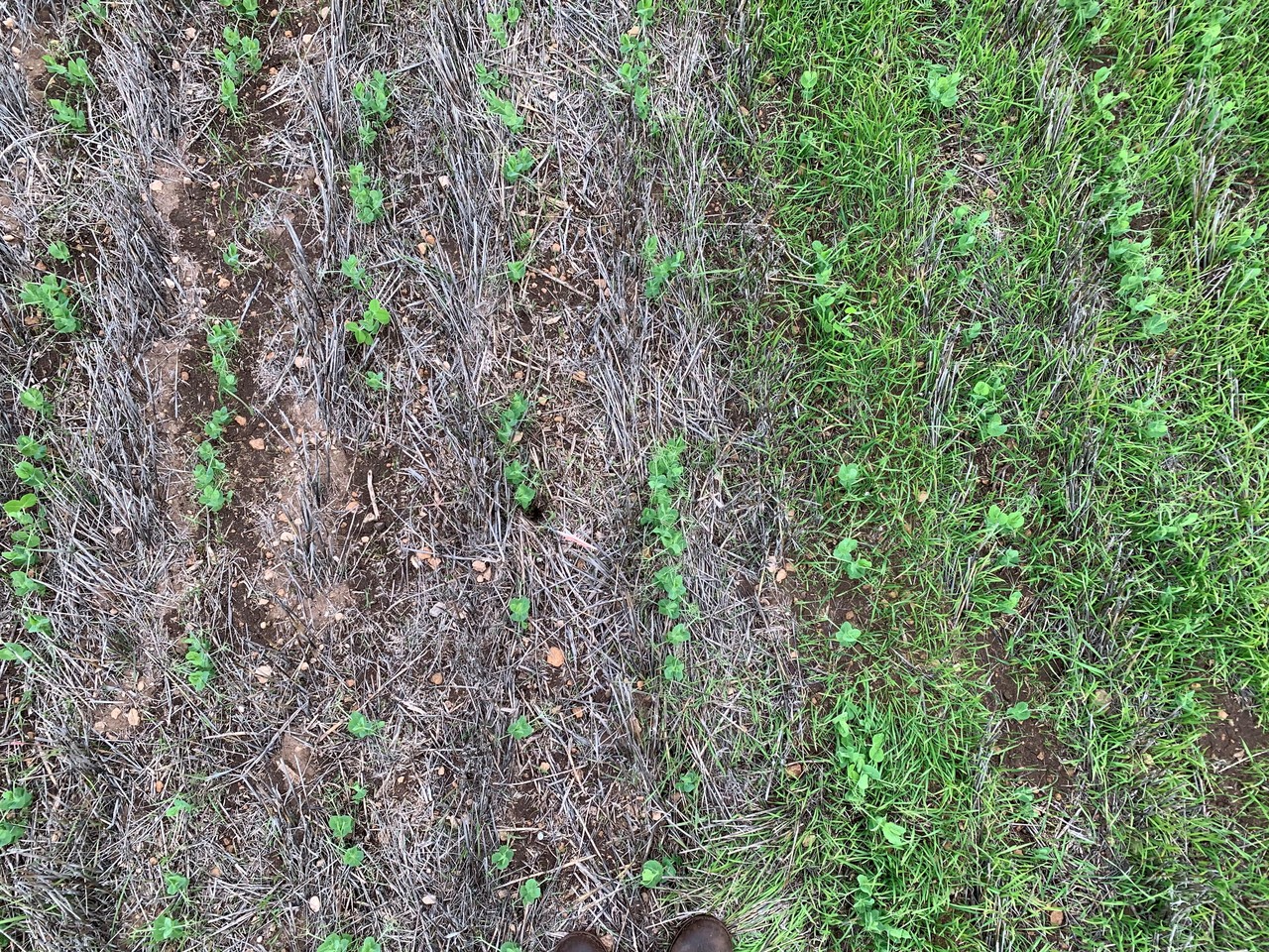 Ultro pre-emergent herbicide - left. Untreated area - right