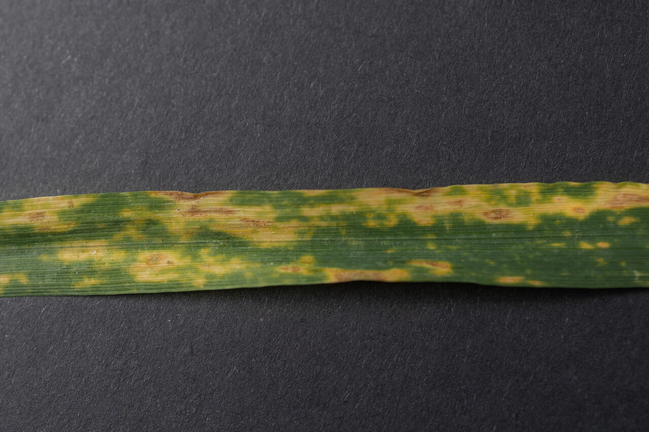 A new patented biofungicide is set to control diseases like septoria tritici in wheat.