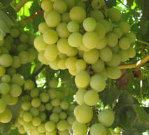 close up of green grapes 