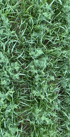 Untreated control, annual ryegrass in lentils