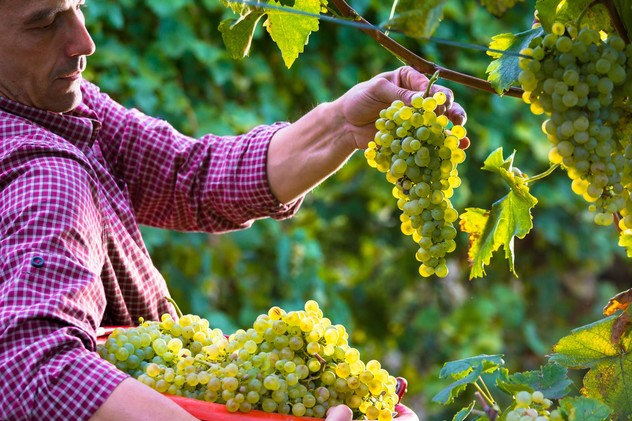 farmer in vineyard