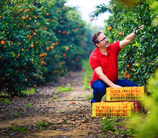 Farmer Picking Oranges