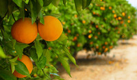 orange citrus trees