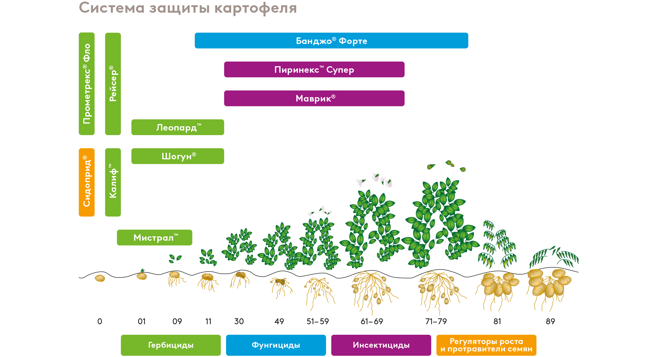 Август схема защиты картофеля