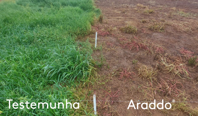Araddo® está há duas safras no mercado e é mais uma solução trazida pela ADAMA como parte de um portfólio voltado às necessidades dos agricultores.