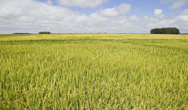 Lavoura de arroz