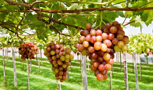 ADAMA registra fungicida para manejo de doenças na uva