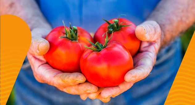 Foto de um produtor rural segurando tomates