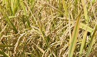 ADAMA apresenta novo herbicida para a cultura do arroz