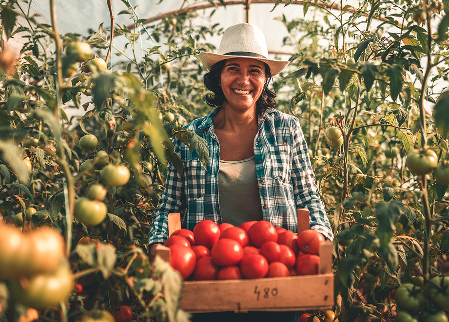 Adama Tomates