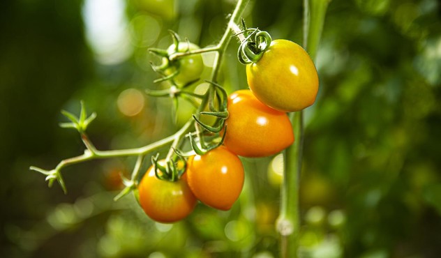 Cultivo de tomate en Colombia para El Gran Tomate