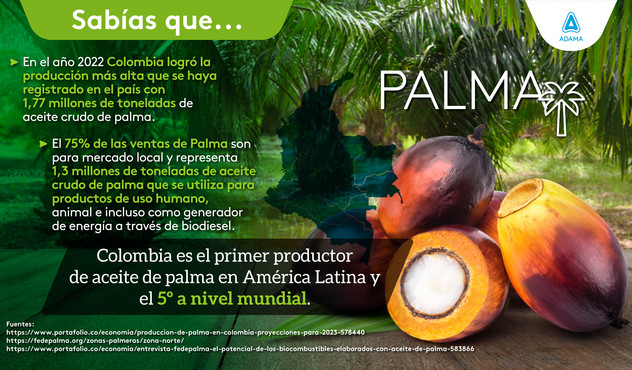 palma de cera, producto colombiano palma 