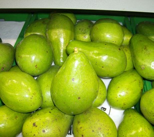 aguacate_1