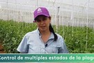 Día de campo en tomate con Ampligo ®  - ADAMA Colombia