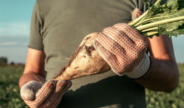Farmer hält Zuckerrübe in Hand