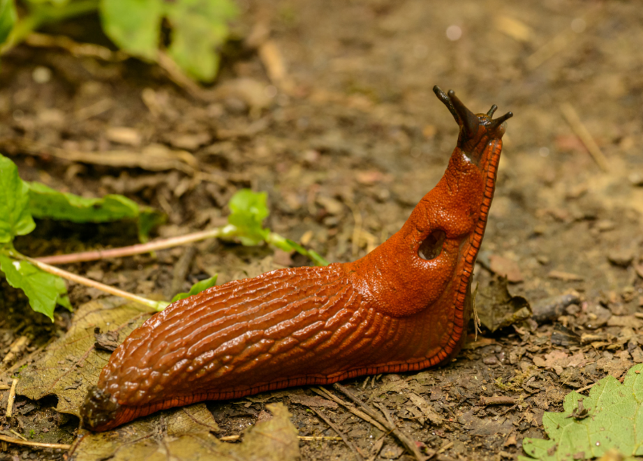 Nacktschnecke