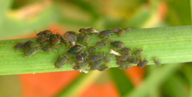 English grain aphid 