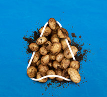 Potato Web banner