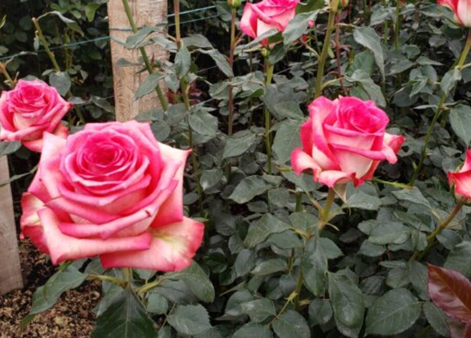 ROSAS