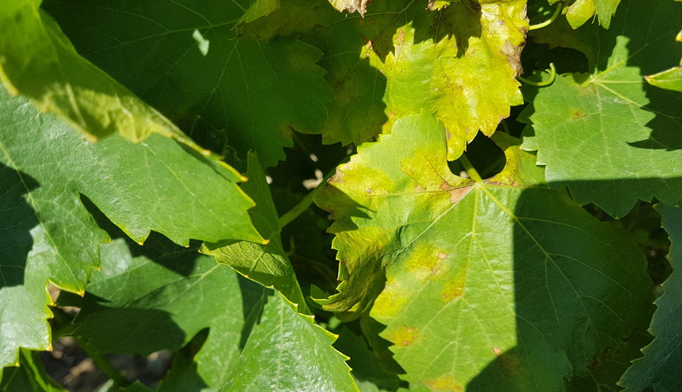 Mildiou sur feuilles de vigne