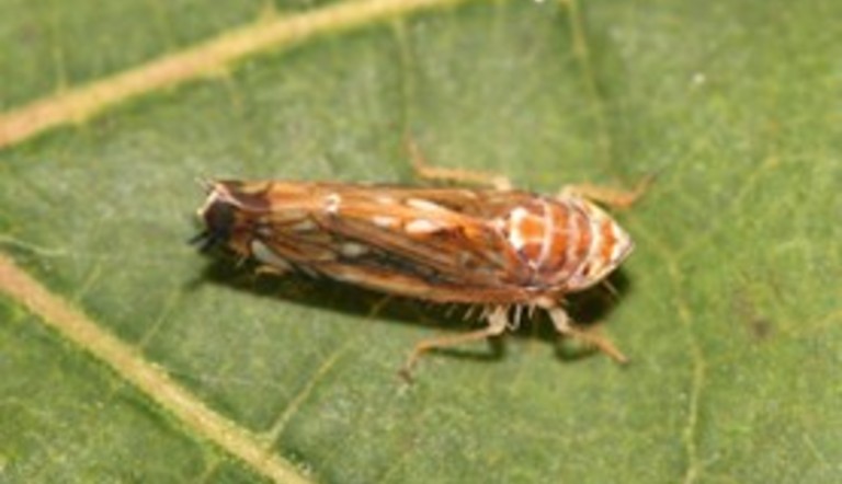 Cicadelle Flavescence Dorée