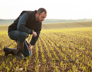 Agriculteur observant un champ de céréales