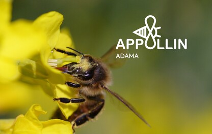 Appollin visuel abeille sur colza