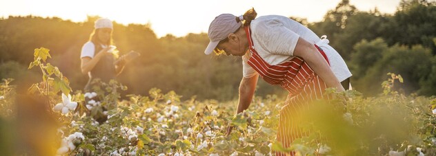 farmers in cotton field