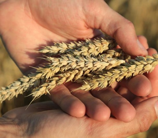 Farmer holding wheat 