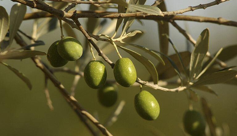 Olives