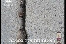 גירית - תכשיר פתיון לנמלים