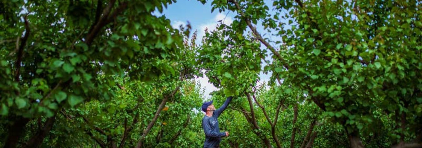 Farmer in a pear orchard