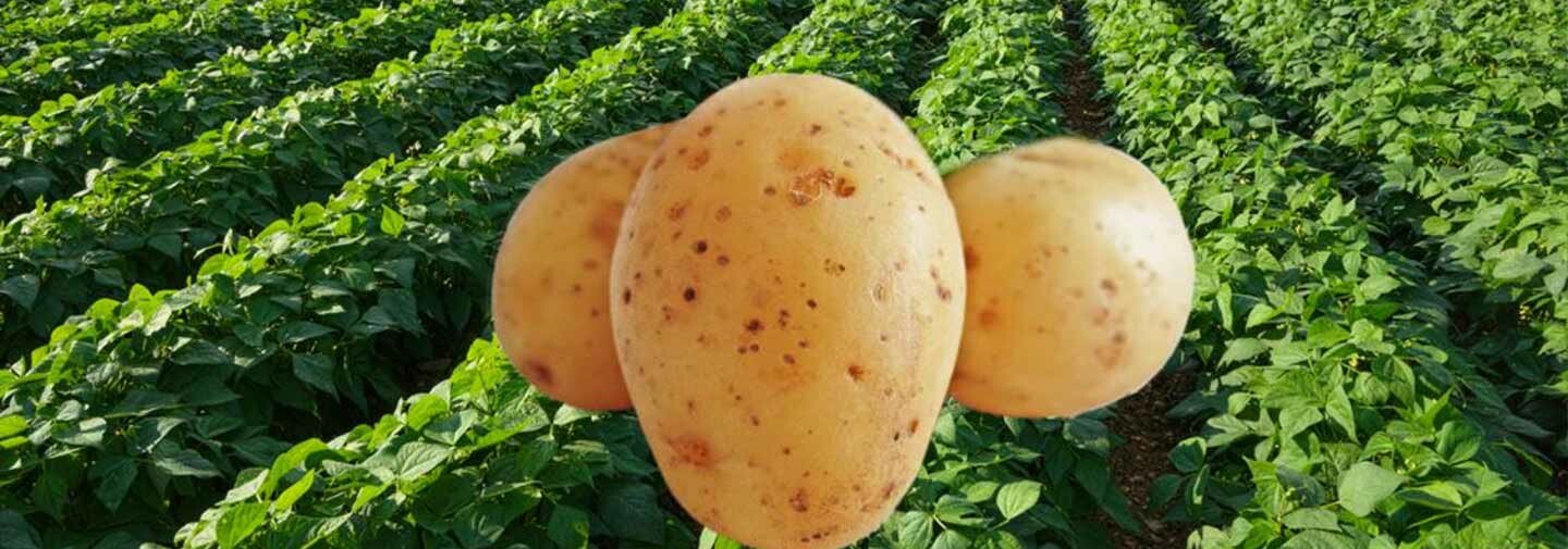 bg-potatoes