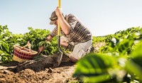 Farmer in Potato Field - Timeline Trio